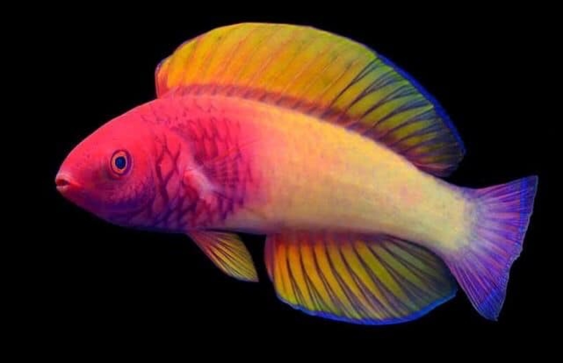 އަލަށް ފެނުނު މަހަކަށް ފިނިފެންމަލުގެ ނަމުން ނަން ދީފި