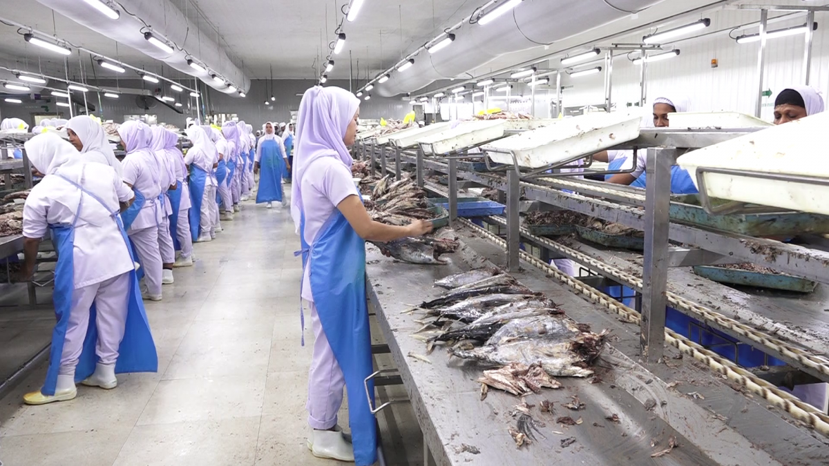 ފެލިވަރު ތަރައްގީކުރުން: 4000 ޓަނުގެ މަސް ފިނިކުރާ ފެސިލީޓީގެ އެއްބަސްވުމުގައި ސޮއިކުރަނީ