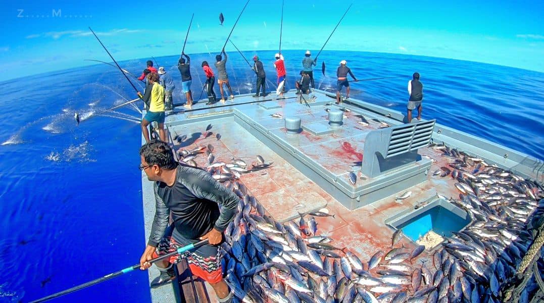 Maldivian Fisherman at work