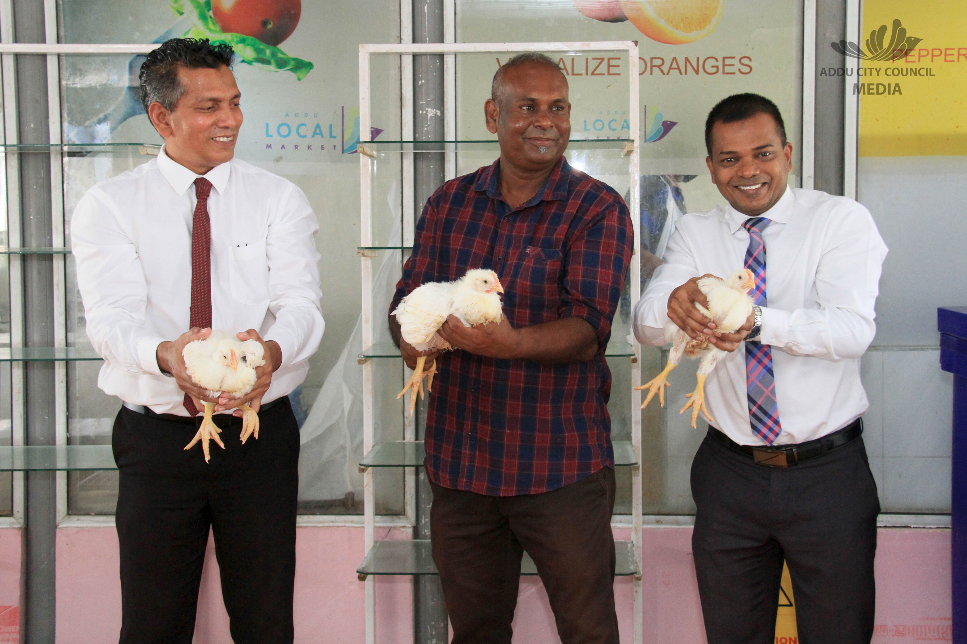 ޕައުލްޓްރީ ފާމެއް ޤާއިމުކޮށް އައްޑޫގައި ދިރޭ ކުކުޅު ވިއްކަން ފަށައިފި