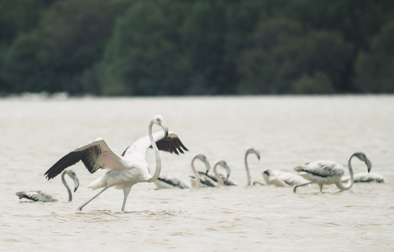 ހިޖުރަކުރާ ދޫނީގެ ހިމާޔަތުގައި ކައުންސިލްތަކުގެ ޒިންމާ އަދާކުރަންޖެހޭ: މަޖިލިސް ކޮމެޓީ