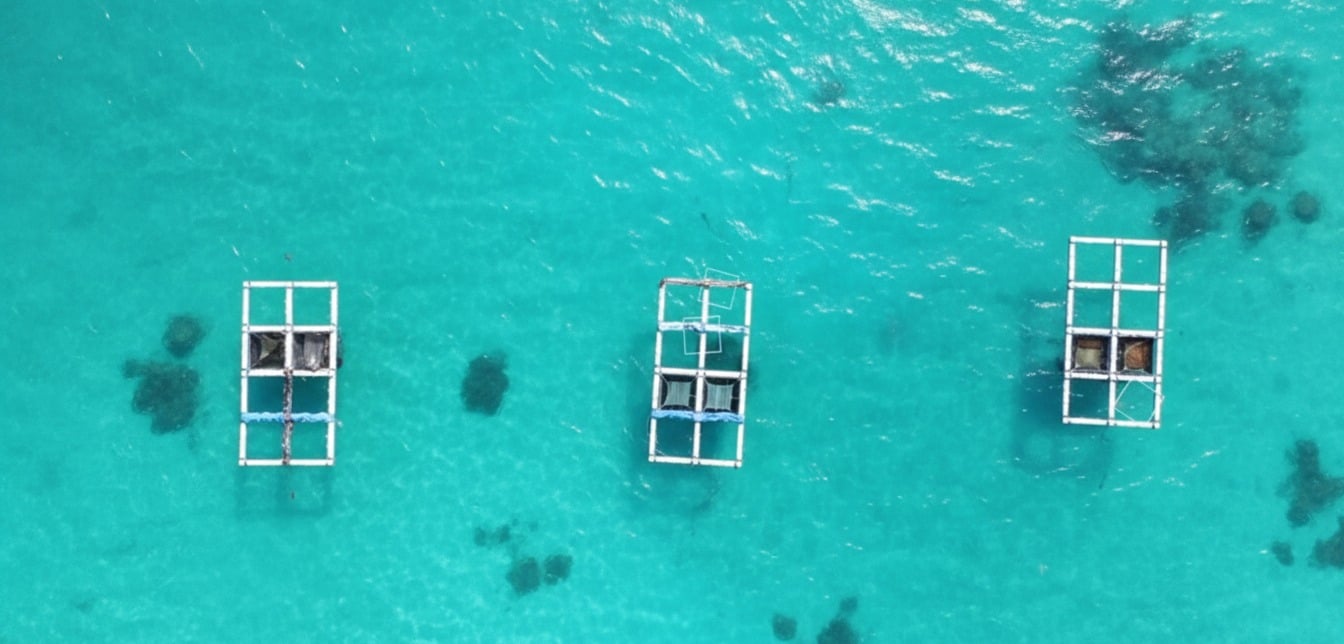 Ministry launches Mariculture Scheme to boost Maldives’ aquaculture sector