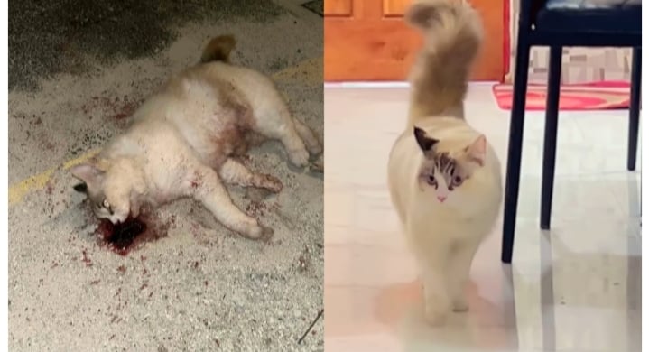 މީހަކު ލޯބިން ގެންގުޅުނު ބުޅަލެއް އަނިޔާވެރިކޮށް މަރާލި މައްސަލައެއް ފެންމަތިވެއްޖެ