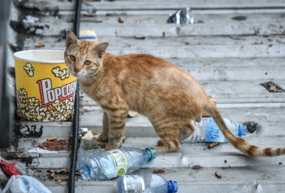 ޖަނަވާރުންގެ ރައްކާތެރިކަމާ ގުޅޭ ބިލު ފާސްކޮށްފި