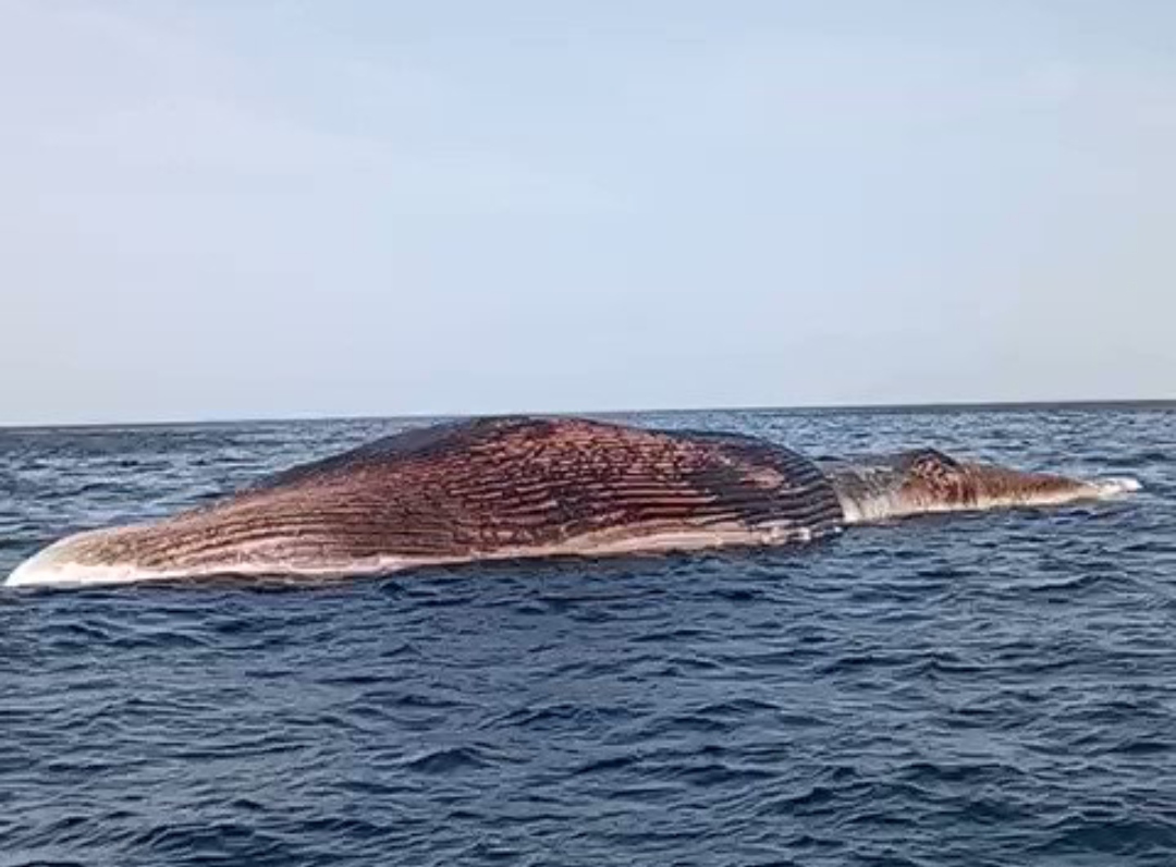 މަރުވެފައި އޮތް ބޮޑު މަހެއް ވ. އަތޮޅުން ފެނިއްޖެ