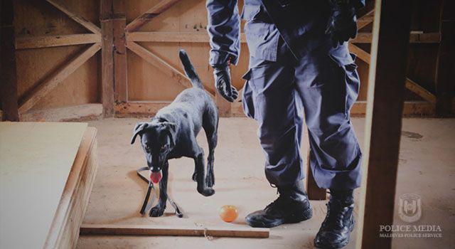 Drug Enforcement Department using sniffer dogs in narcotics operations. Photo: Police Media