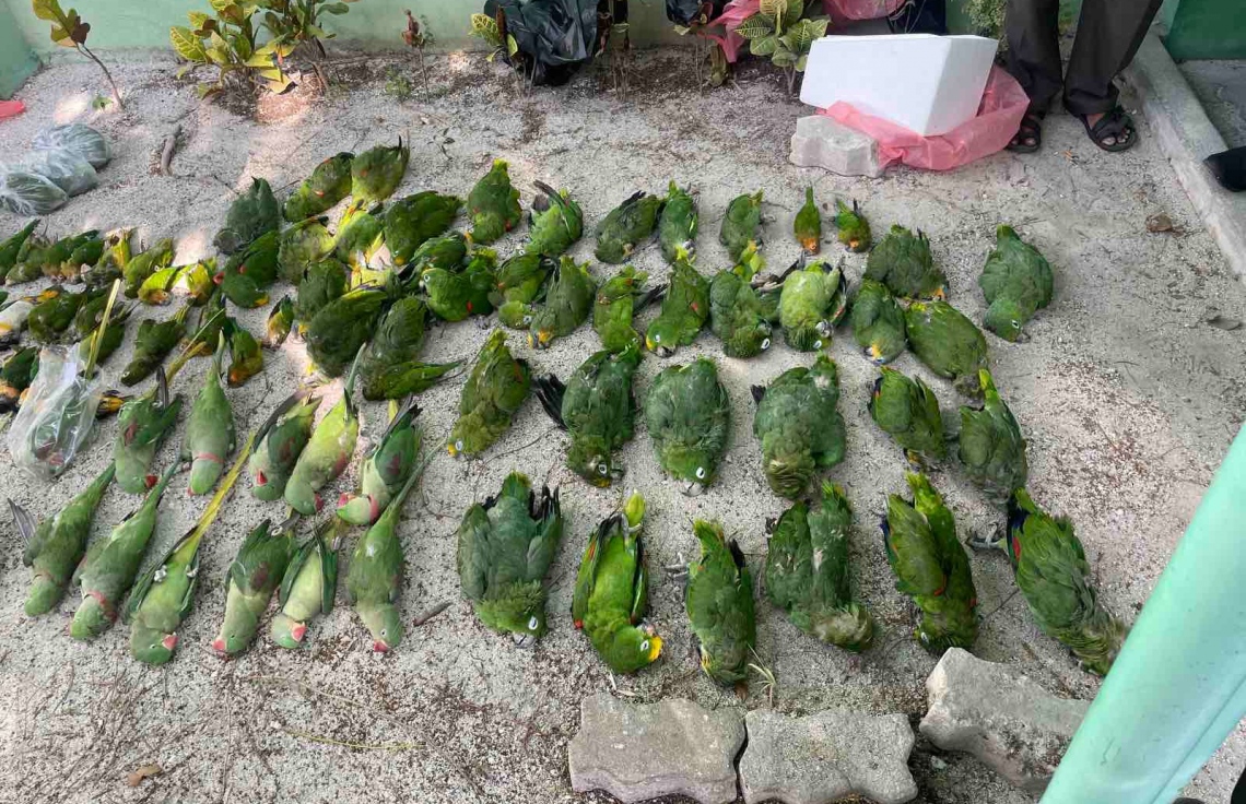 ދޫނިތަކެއް މަރާލި މައްސަލަ ހޫނުވެއްޖެ!