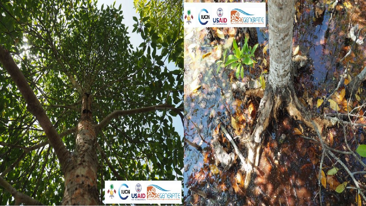 Mangrove trees; the bruguiera hainesii species discovered in Ha. Kelaa. (Photo: Environment Ministry)