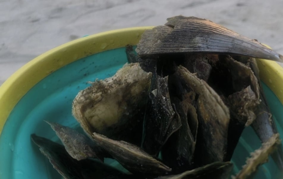 ރަސްފަންނު މޫދުގައި ތޫނު އިތާތަކެއް: މޫދަށް އެރޭ މީހުން ސަމާލުވުމަށް އިލްތިމާސްކޮށްފި