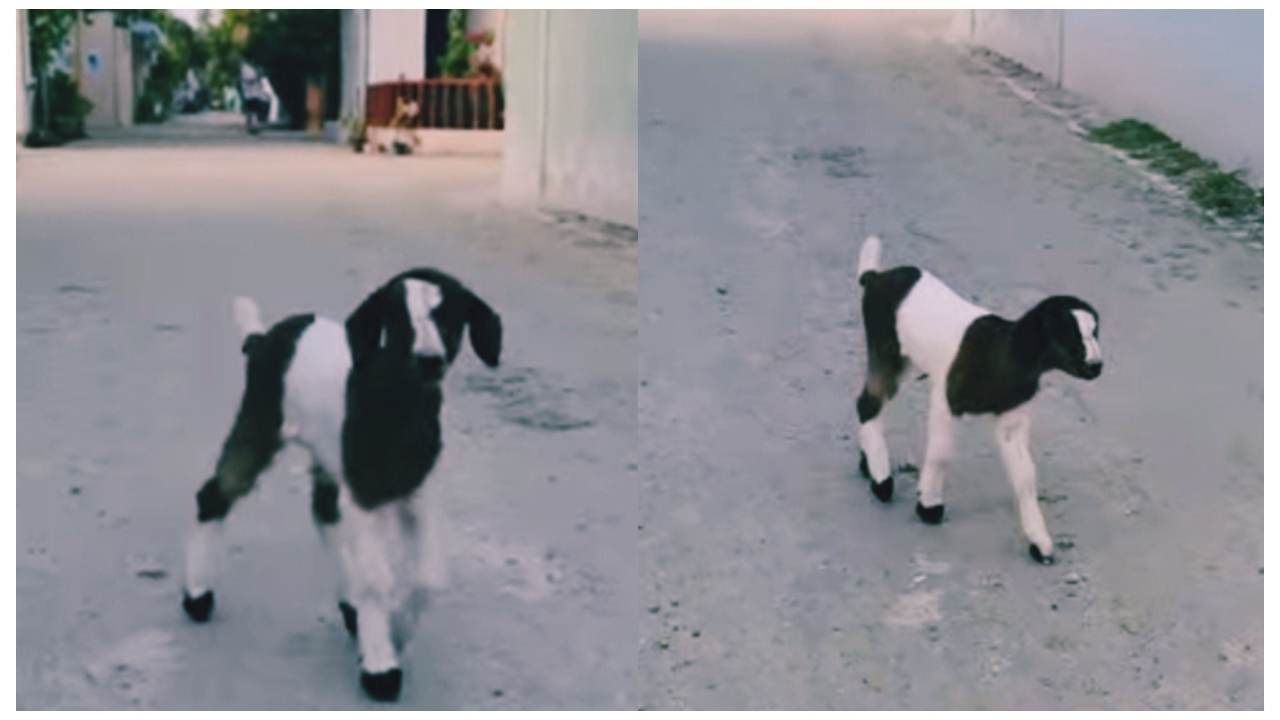 ހުރާގެ މަގުމަތިން ފެންނަ ލޯބި ޅަ ބަކަރި އެންމެންގެ ހިތް އަތުލައިފި!