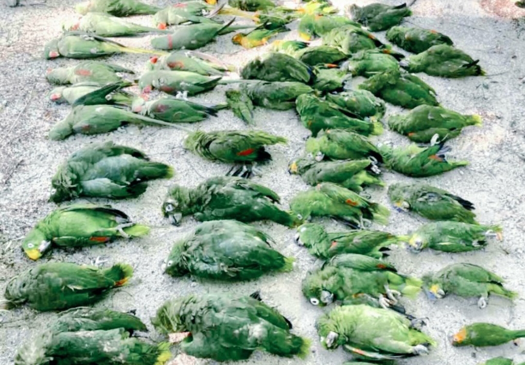 ދިރޭތަކެތި މަރަން ދީފައިވާ ހުއްދަތަކަށް ބަދަލު ގެންނަންޖެހޭ: އީޕީއޭ