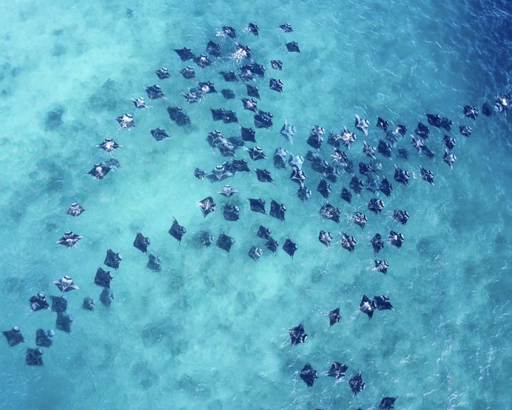 ދޮންފަނުގެ ބިން ހިއްކުމާ ދެކޮޅަށް ޕެޓިޝަނެއްގައި ސޮއިކުރަން ފަށައިފި