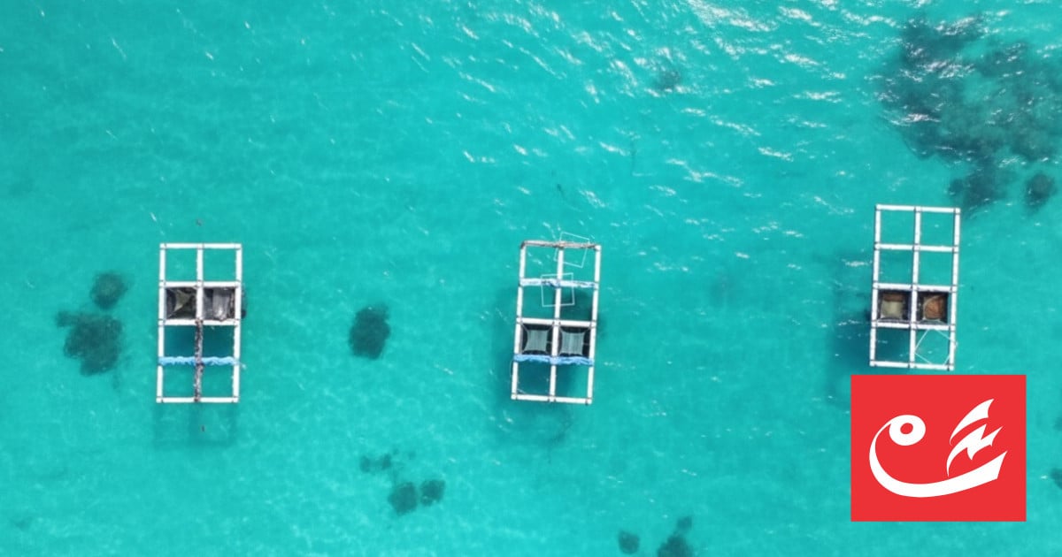 Ministry launches Mariculture Scheme to boost Maldives’ aquaculture sector