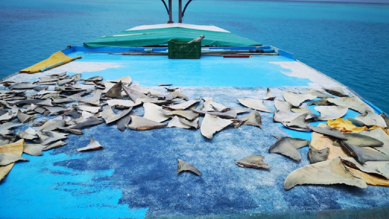 މިޔަރުގެ މަސްވެރިކަމަށް ހުއްދަ ނުދޭން ގޮވާލާ ޤަރާރެއް މަޖިލީހަށް