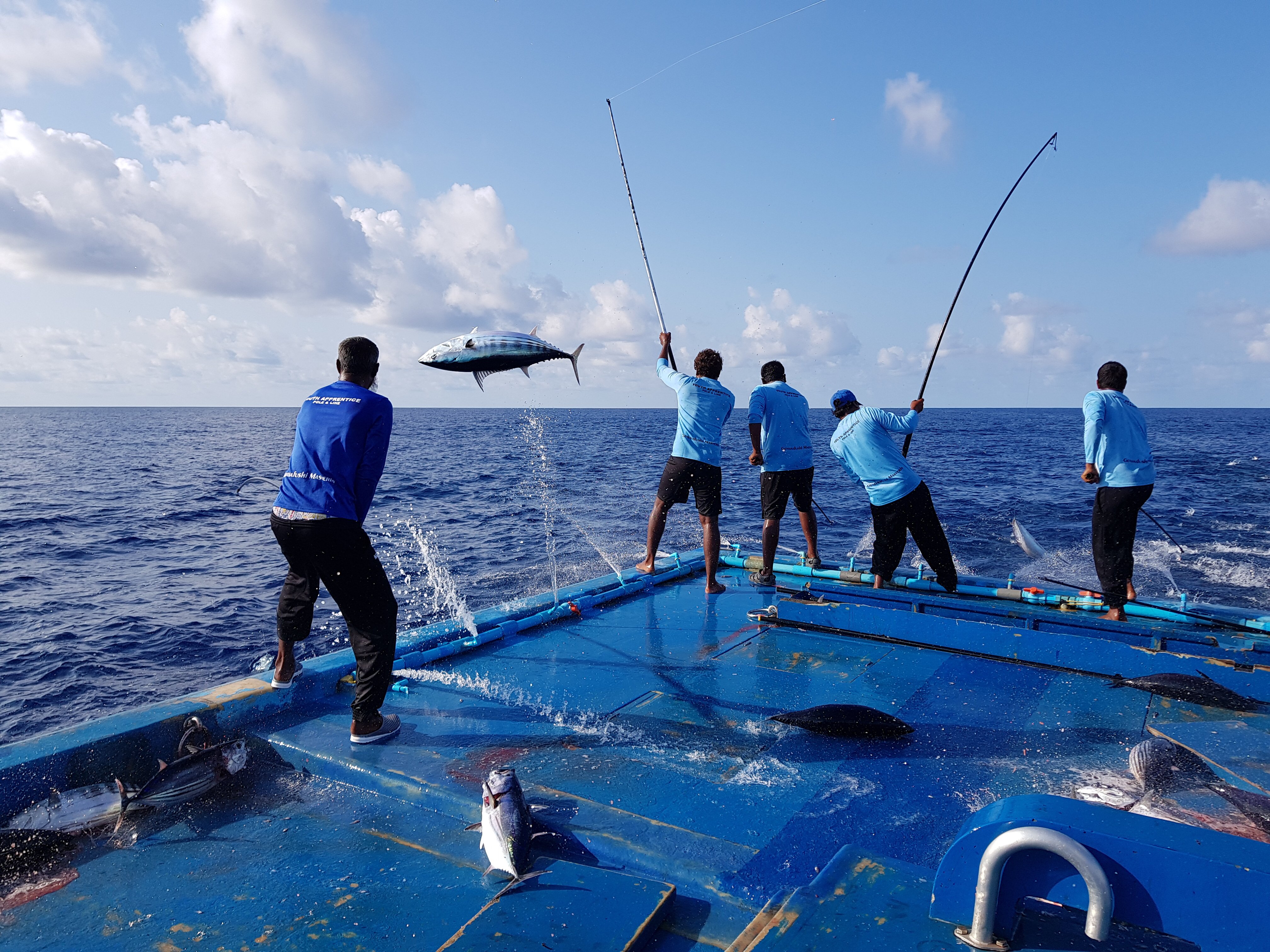 މަސްވެރިން | ފޮޓޯ: މިފްކޯ