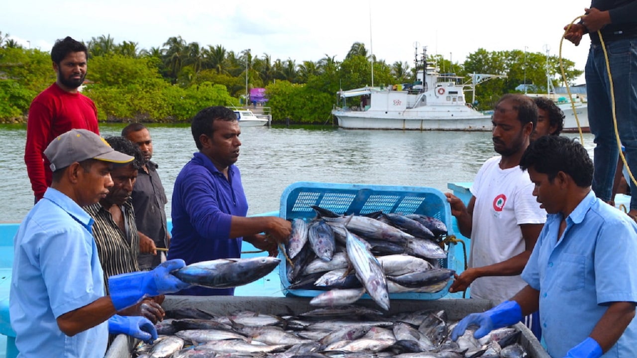 މަސްވެރިން މަސް ކިރުވުމުގެ މަސައްކަތުގައި (ފޮޓޯ: ސޯޝަލް މީޑިއާ)