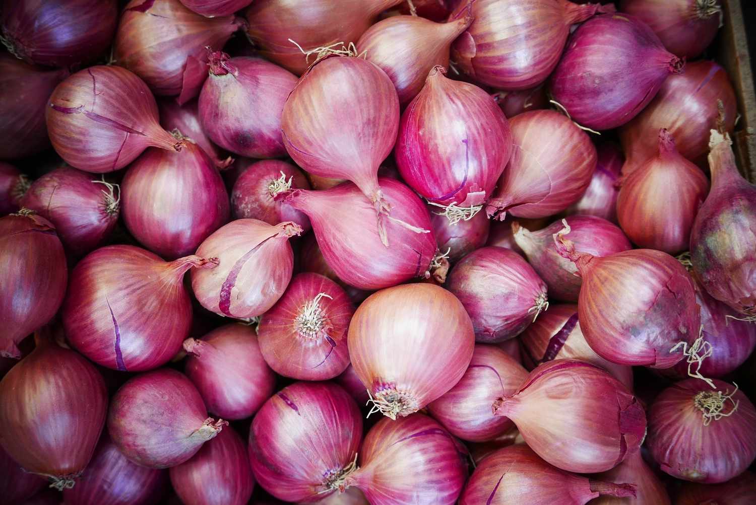 Onion prices expect to fall from next week: Government